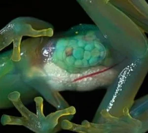 Course - Introductory Biology