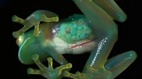 Course - Introductory Biology